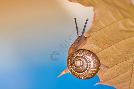 茂乐叶上的小蜗牛图片