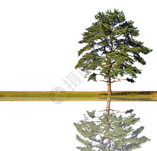 一棵松树和绿草在白色背景上隔离反射图片