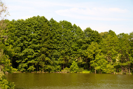 池塘附近的森林图片