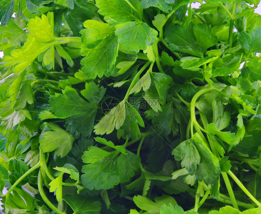新鲜的绿色芹菜背景图片