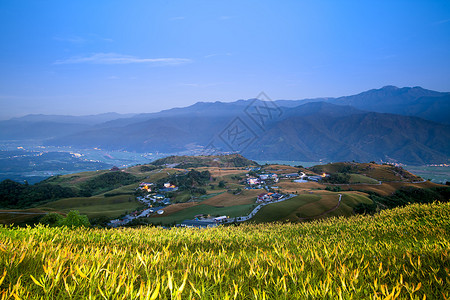 花莲节六十石山的黄花菜背景图片