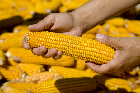农民手中的玉米图片