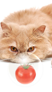 波斯猫盯着番茄图片