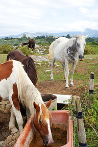 吃草的马群西班牙图片