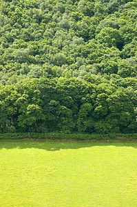 绿色开阔的牧场和森林背景图片