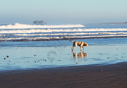 沙滩上的狗图片