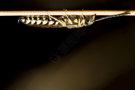 沙蜂Bembexrostratus黄蜂图片