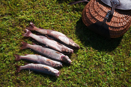 在蒙古捕捞列诺克鱼图片
