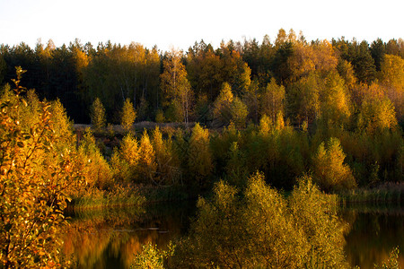 秋季森林背景图片