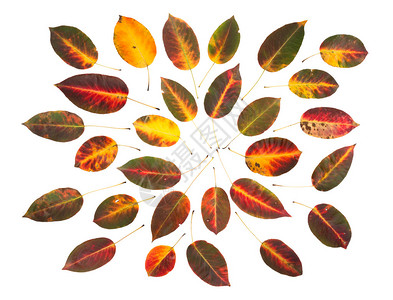 秋天的杏叶在白色背景下被隔离图片
