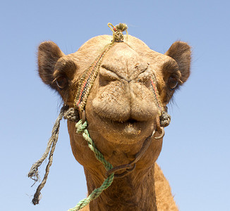 骆驼的肖像紧图片