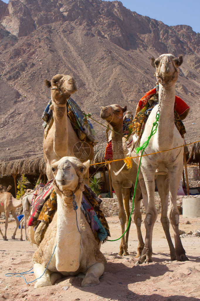 沙滩上的骆驼群以群山为背景图片