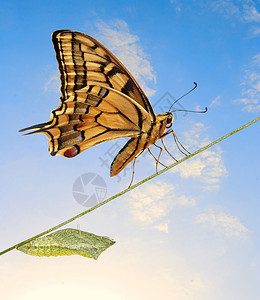 蛹和蝴蝶的特写背景图片