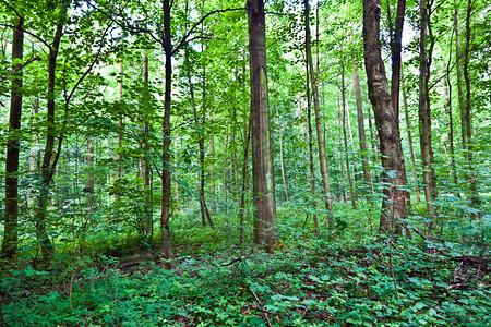 绿色森林中的树干图片