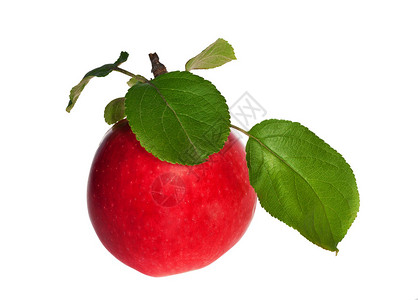 红色成熟苹果白背图片