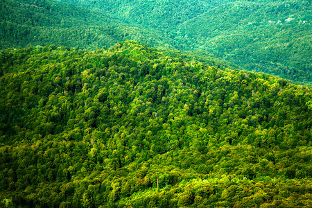 与绿色森林小山的背景图片