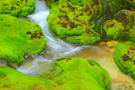 日本有水流的绿色苔藓图片