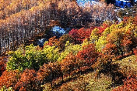 山间秋景色彩斑斓的森林图片