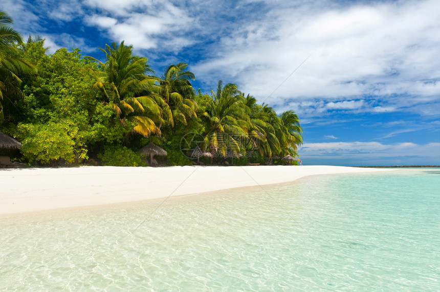 马尔代夫美丽的热带天堂棕榈椰子挂在白图片