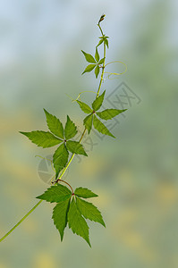 绿藤背景图片