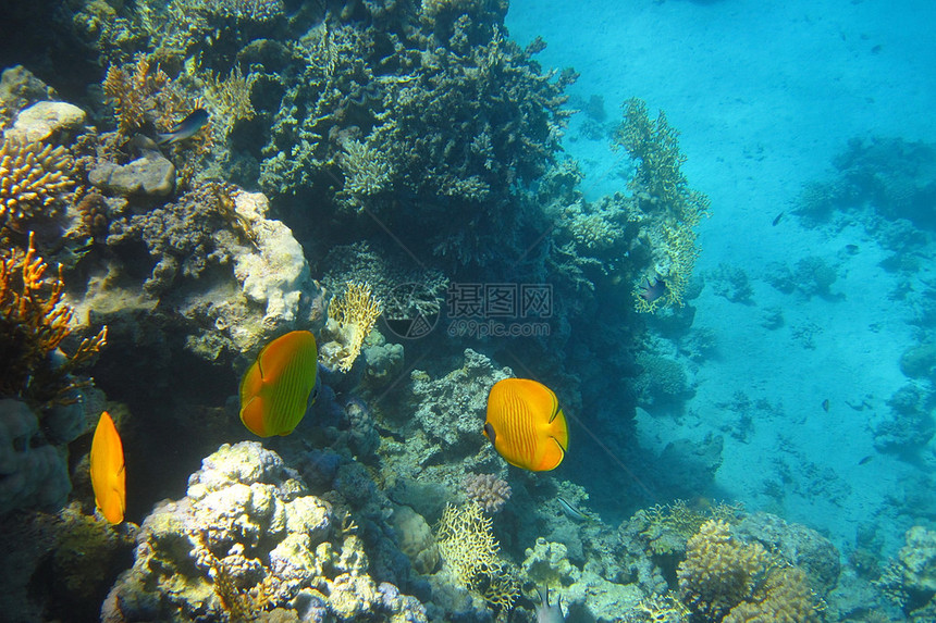 红海珊瑚礁中美丽的黄色鱼在图片
