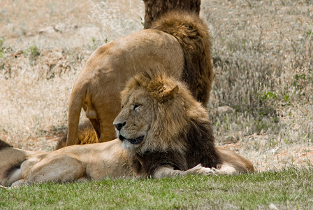 自然保护区的狮子图片