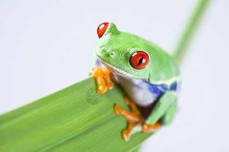 红眼树蛙的照片图片