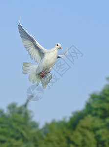 白鸽在蓝天下自由飞行图片