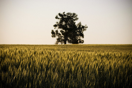 夕阳下田野里伸出金色的麦穗图片
