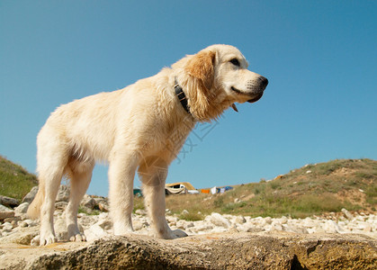 海岸上的金毛猎犬图片
