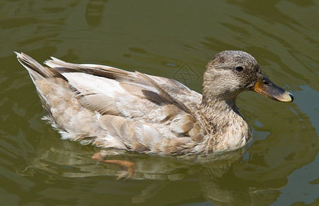 小鸭子在泻湖里游泳图片