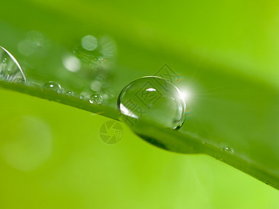 新鲜绿叶上的水滴图片