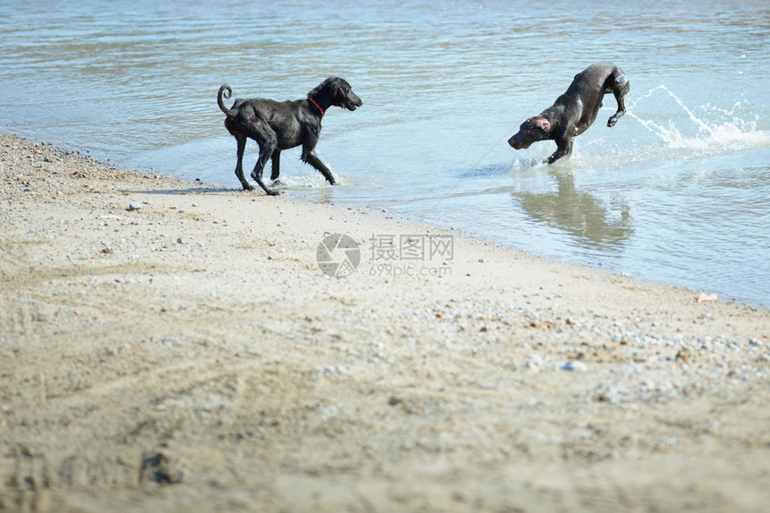 两只狗在沙滩上玩耍和奔跑图片