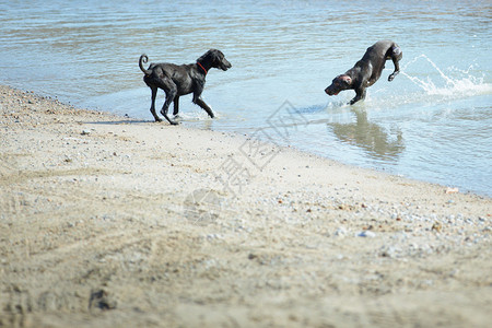 两只狗在沙滩上玩耍和奔跑图片