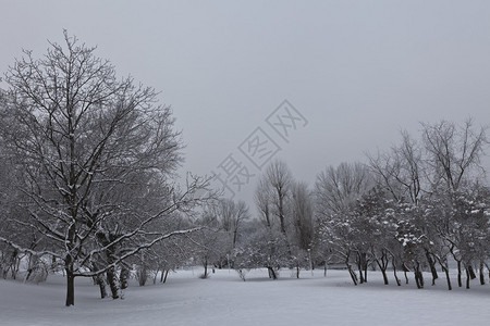 冬季景观与满是雪的森林图片