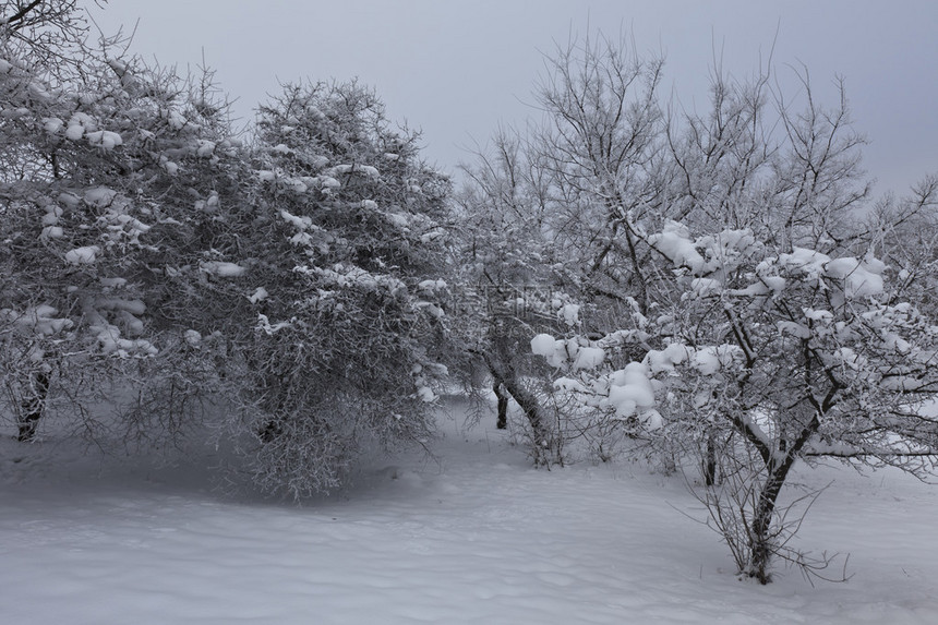 冬季景观与满是雪的森林图片
