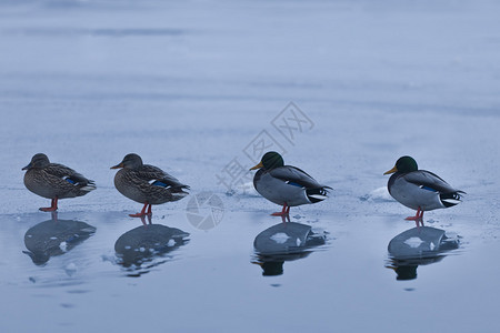 几只鸭子在结冰的湖面上走图片