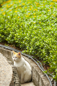 一只猫在乡下等待图片