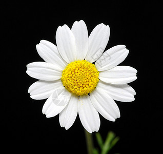 黑色隔离的雏菊花的宏观特写背景图片