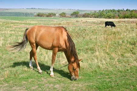 吃草在甸的布朗马和黑公牛图片