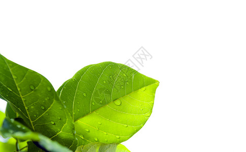 鲜绿色的叶子水滴被白色隔离图片