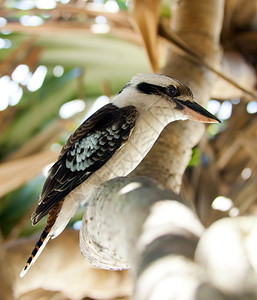 澳大利亚Kookaburra鸟典型的图片