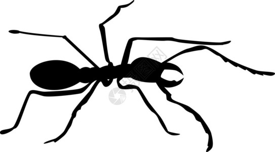 白色背景上的蚂蚁剪影插图图片
