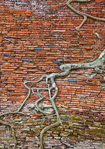 旧砖墙和树根背景Ayutthaya路图片