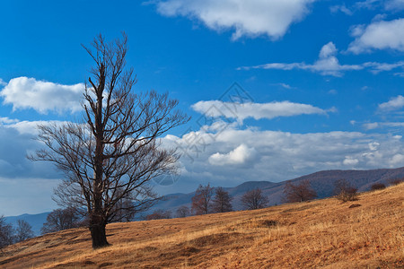 在蓝天背景的一棵秋天树图片