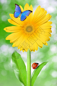 黄色非洲菊与蝴蝶和瓢虫图片
