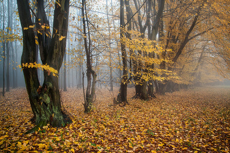 颜色秋天风景美丽的树图片