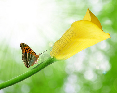 美丽的黄色马蹄莲蝴蝶图片