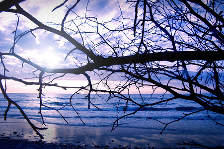 风景死树映衬着天空和冬天的太阳图片