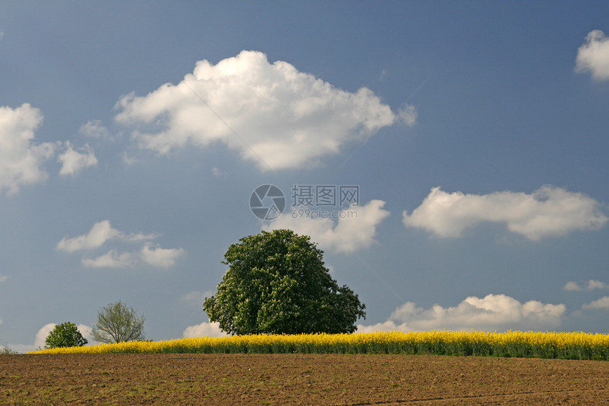德国下萨克森州油菜籽和栗树田下萨克森州奥斯纳布吕克地区巴特伊堡格拉内的图片